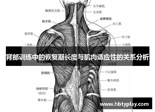 背部训练中的恢复期长度与肌肉适应性的关系分析
